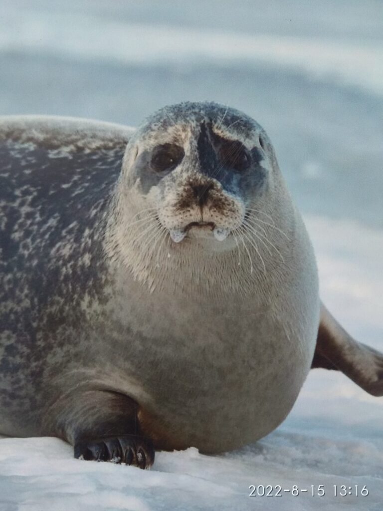Phoca vitulina
