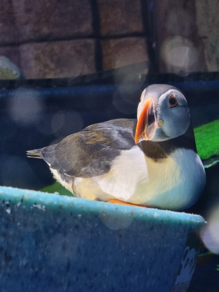 Puffin