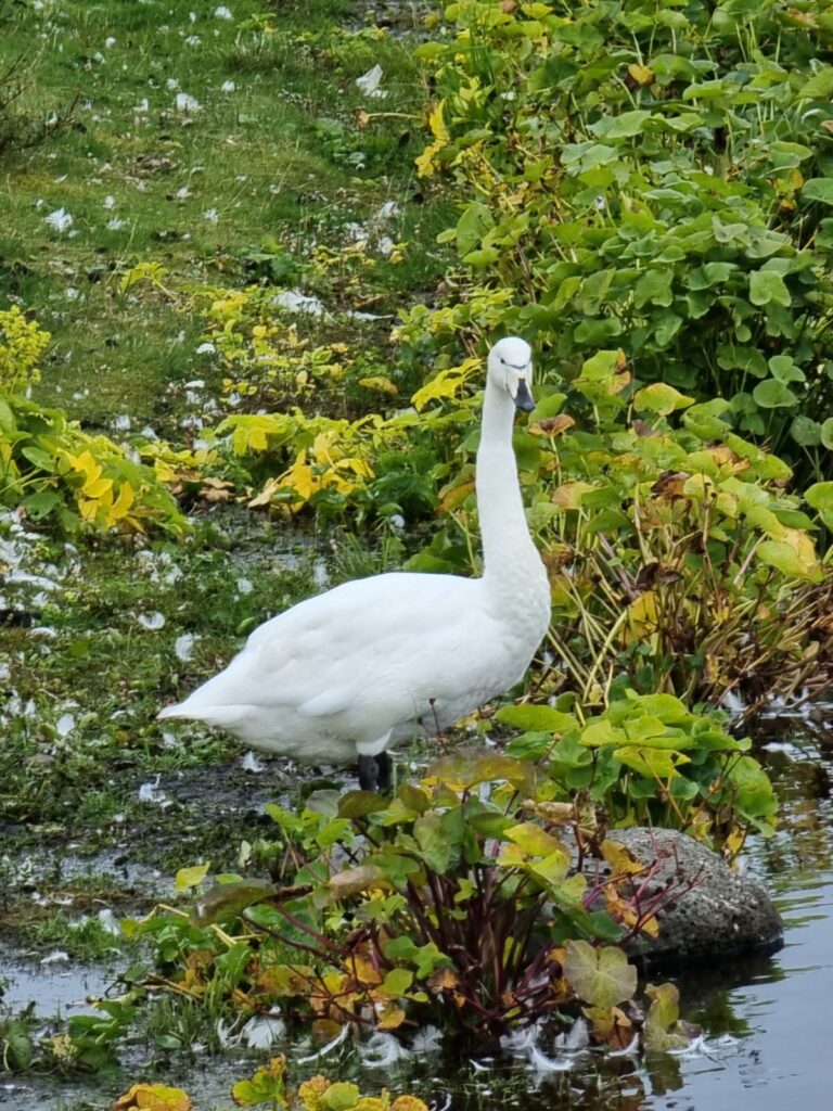 Cigno selvatico